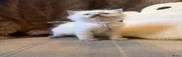 Ragdoll cats for sale: Stunning ragdoll kittens. Fully vet checked. - Advert 4