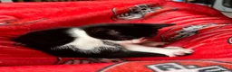 Mixed Breed cats for sale: Two black and white Cats for sale  in Rotherham - Advert 12