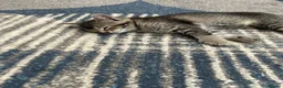 Mixed Breed cats for sale: 3 little baby kittens for sale  - Advert 4