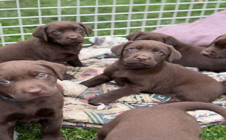 Labrador Retriever dogs - Advert 16