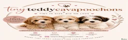 Cavapoo dogs for sale: Tiny teddy cavapoochon’s Now Available  - Advert 3