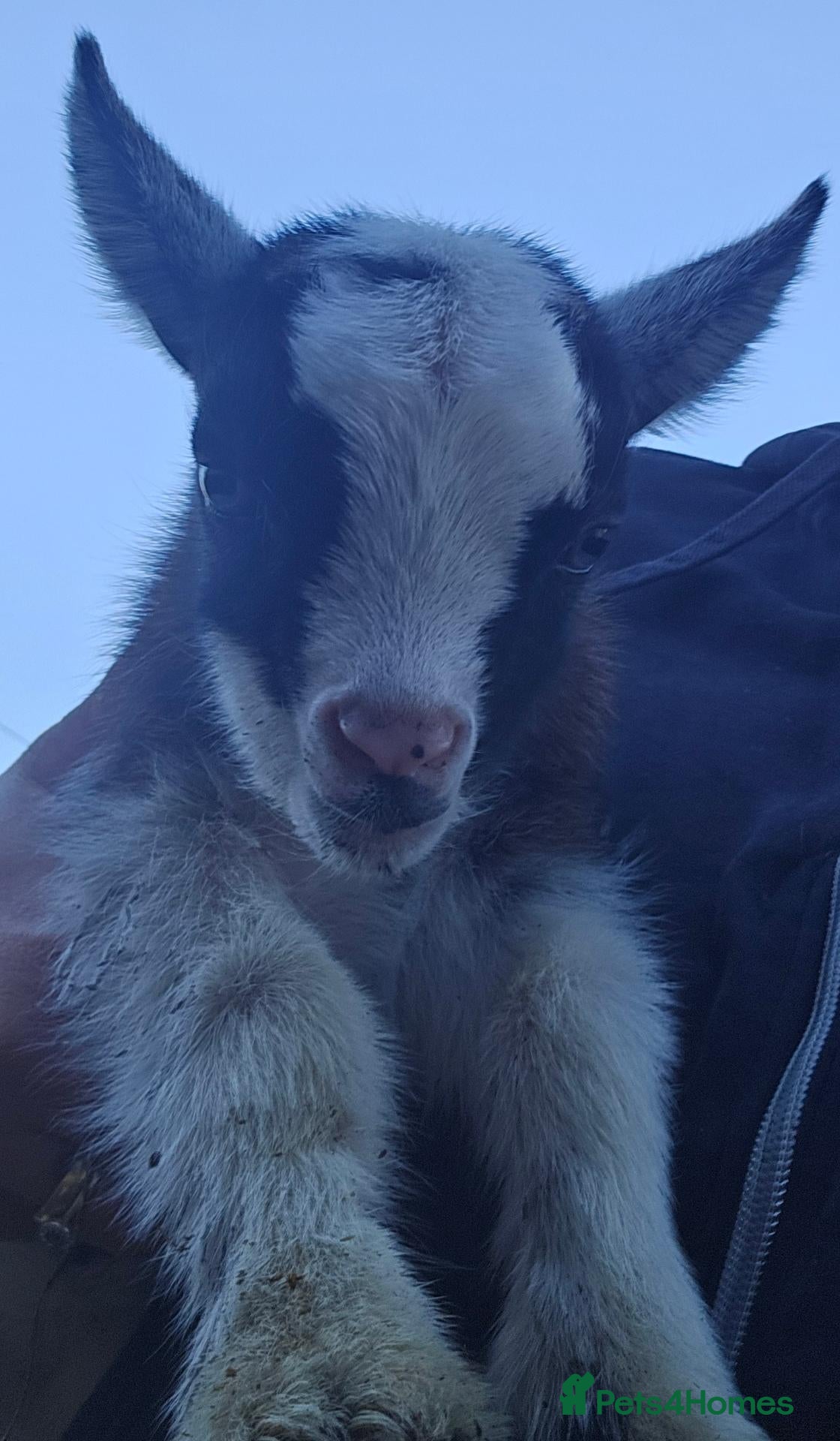 Goats livestock 2 female baby pygmy goats - Advert 12