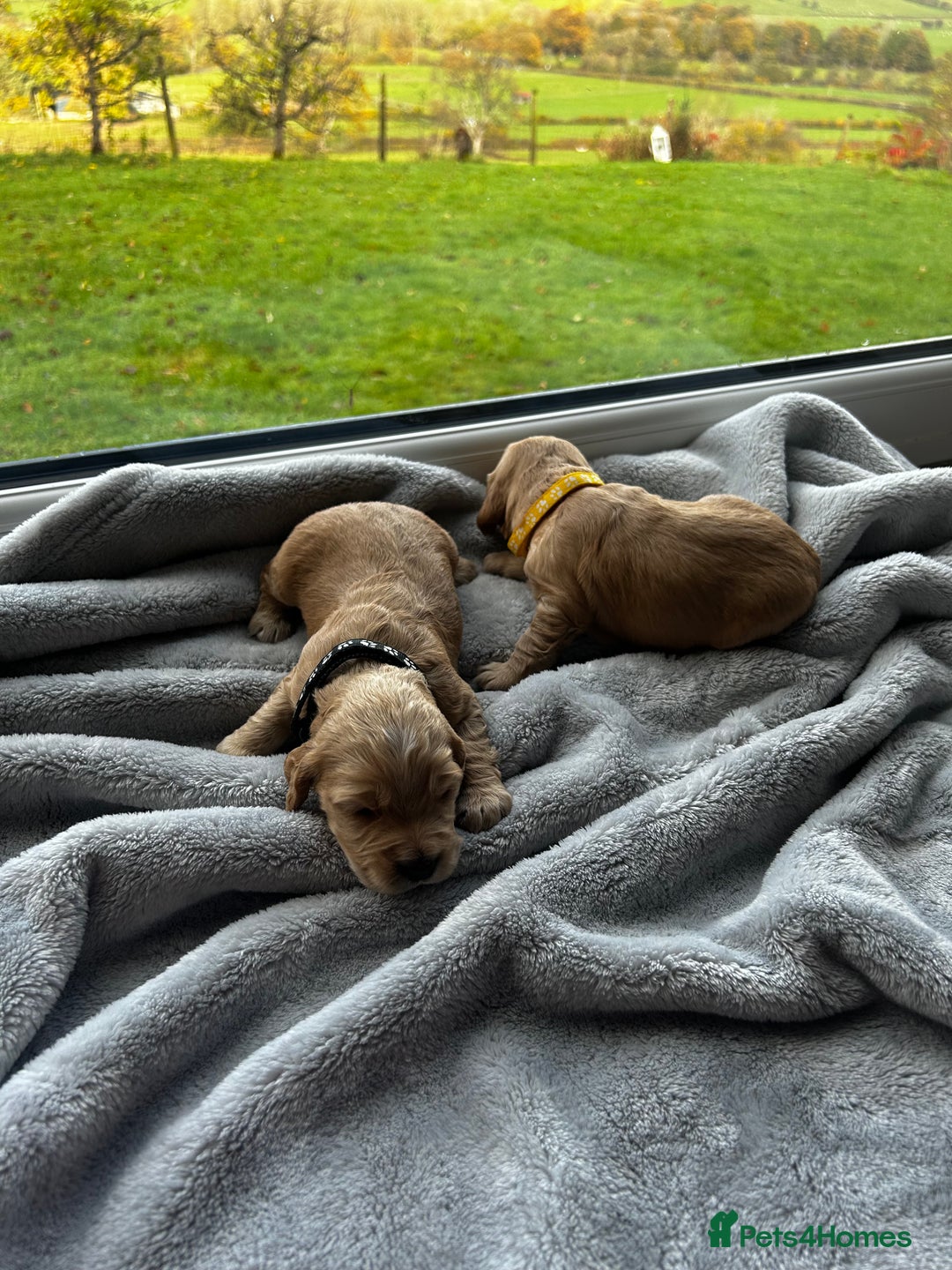 Cocker Spaniel dogs for sale: ✨ Cuddles Await from our Cocker Spaniel Pups  - Image 27