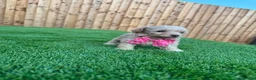 Cockapoo dogs for sale: Beautiful Cockapoo Puppies - Advert 13