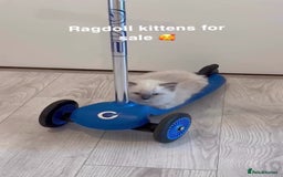 Ragdoll cats for sale: TICA RAGDOLL KITTENS GR EUR CHAMPION BLOODLINE🏆🏆 - Image 9