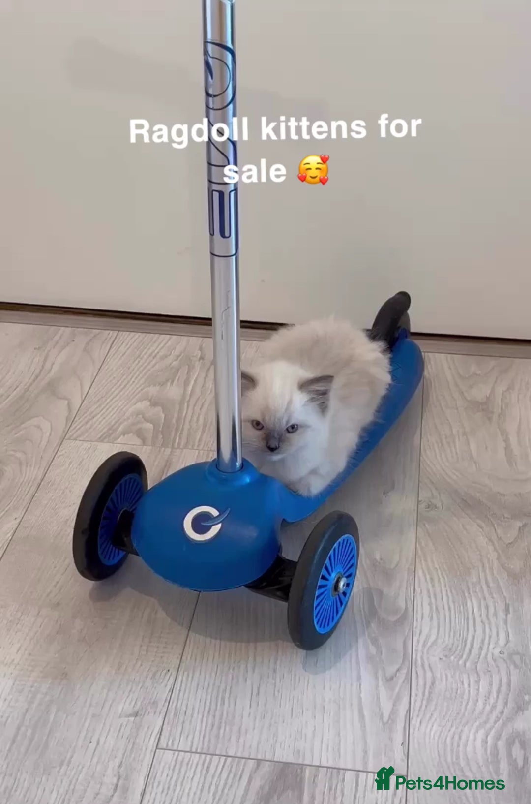 Ragdoll cats for sale: TICA RAGDOLL KITTENS GR EUR CHAMPION BLOODLINE🏆🏆 - Image 9