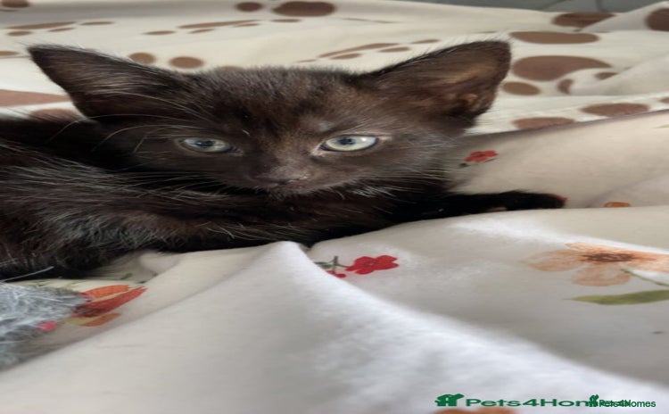 Mixed Breed cats - Advert 8