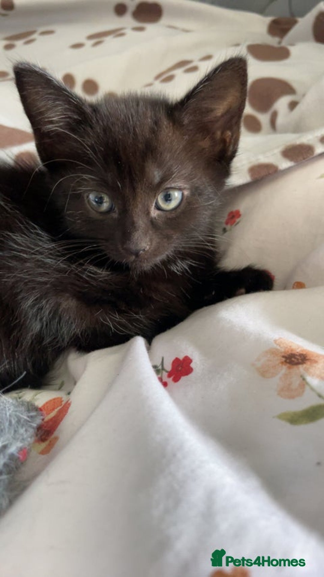 Mixed Breed cats for sale: Not 50 pound read avert. 2 baby's blacks left  - Image 1