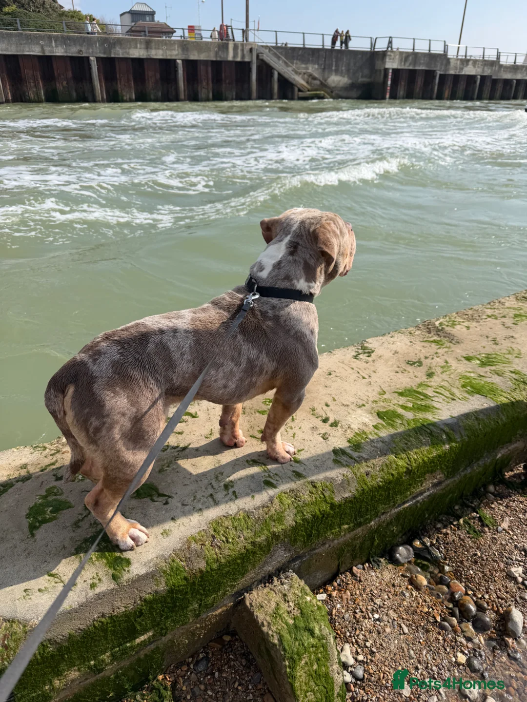 American Bully dogs for stud: Pablo (STUD) in London - Advert 2