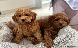 Toy Poodle dogs for sale: 🐶 Toy Poodle Puppy Girl–Ready for the home! - Image 19