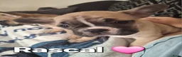 French Bulldog dogs for sale: STUNNING FRENCH BULL DOG PUPS READY NOW - Advert 6