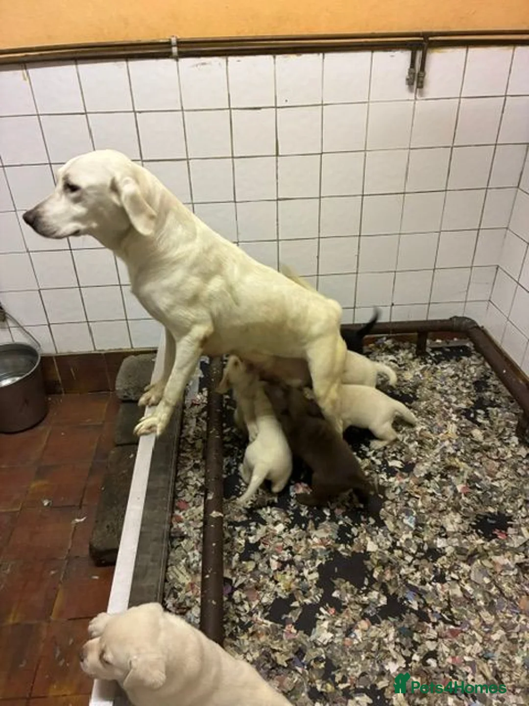 Labrador Retriever dogs for sale: Super Pedigree Labrador Puppies - Advert 7