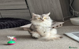 Maine Coon cats for sale: Beautiful female Maine coon ready 15/12/2025 - Image 4