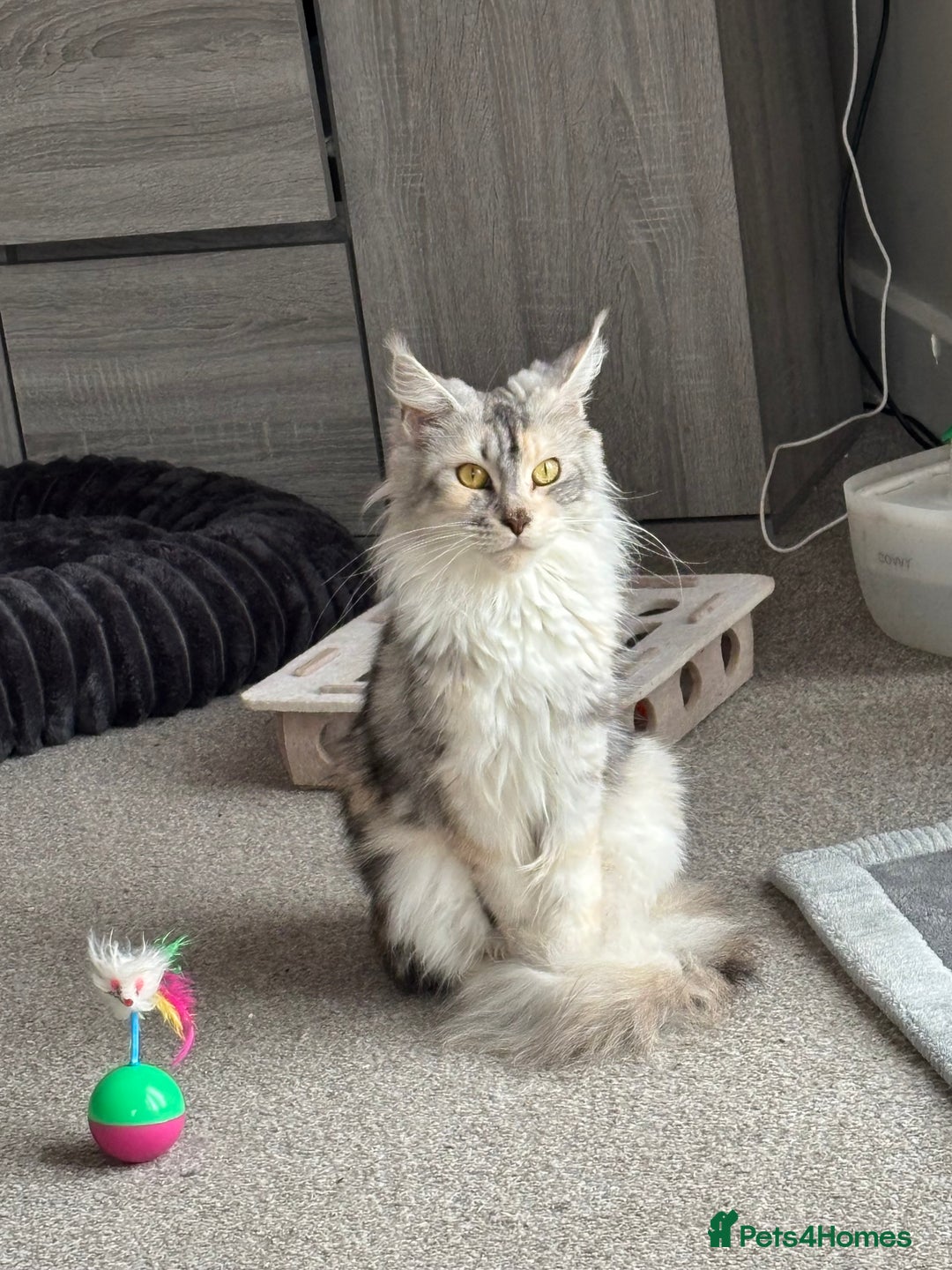 Maine Coon cats for sale: Beautiful female Maine coon ready 15/12/2025 - Image 4