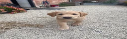 Labrador Retriever dogs for sale: Stunning Labrador Puppies  in Warminster - Advert 8