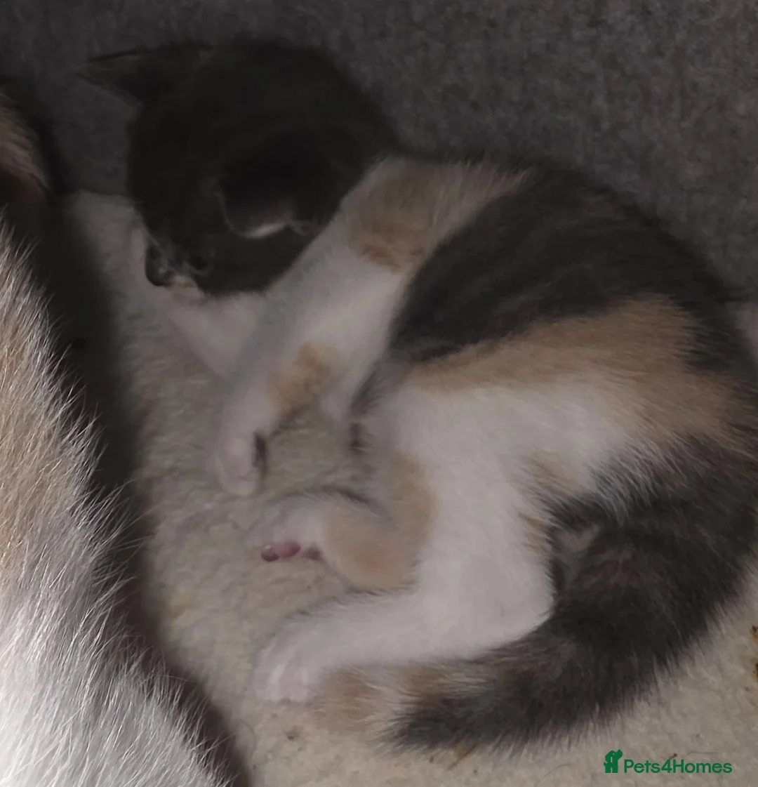 Mixed Breed cats for sale: Haggis, Neeps and Tatties! - Advert 9