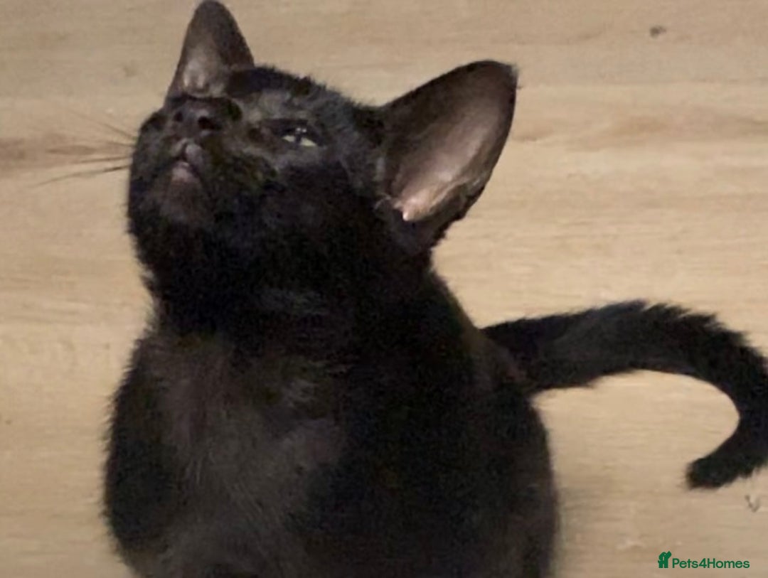 Oriental cats for sale: Oriental kitten - Image 17