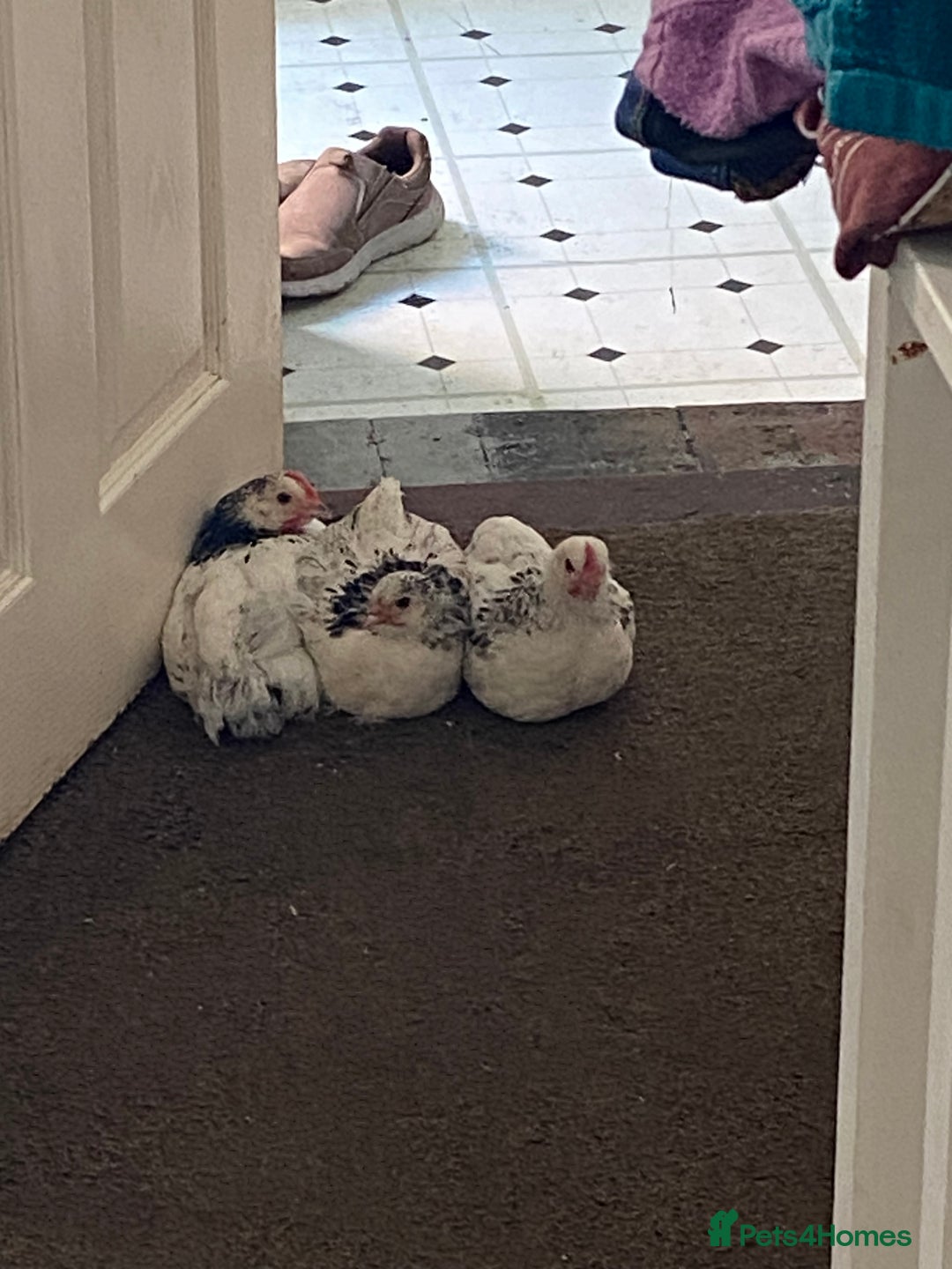 Chickens poultry for sale: Two males and one female Sussex chickens - Image 1