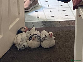 Chickens poultry - Advert 19