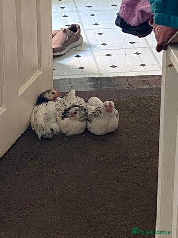 Chickens poultry - Advert 14