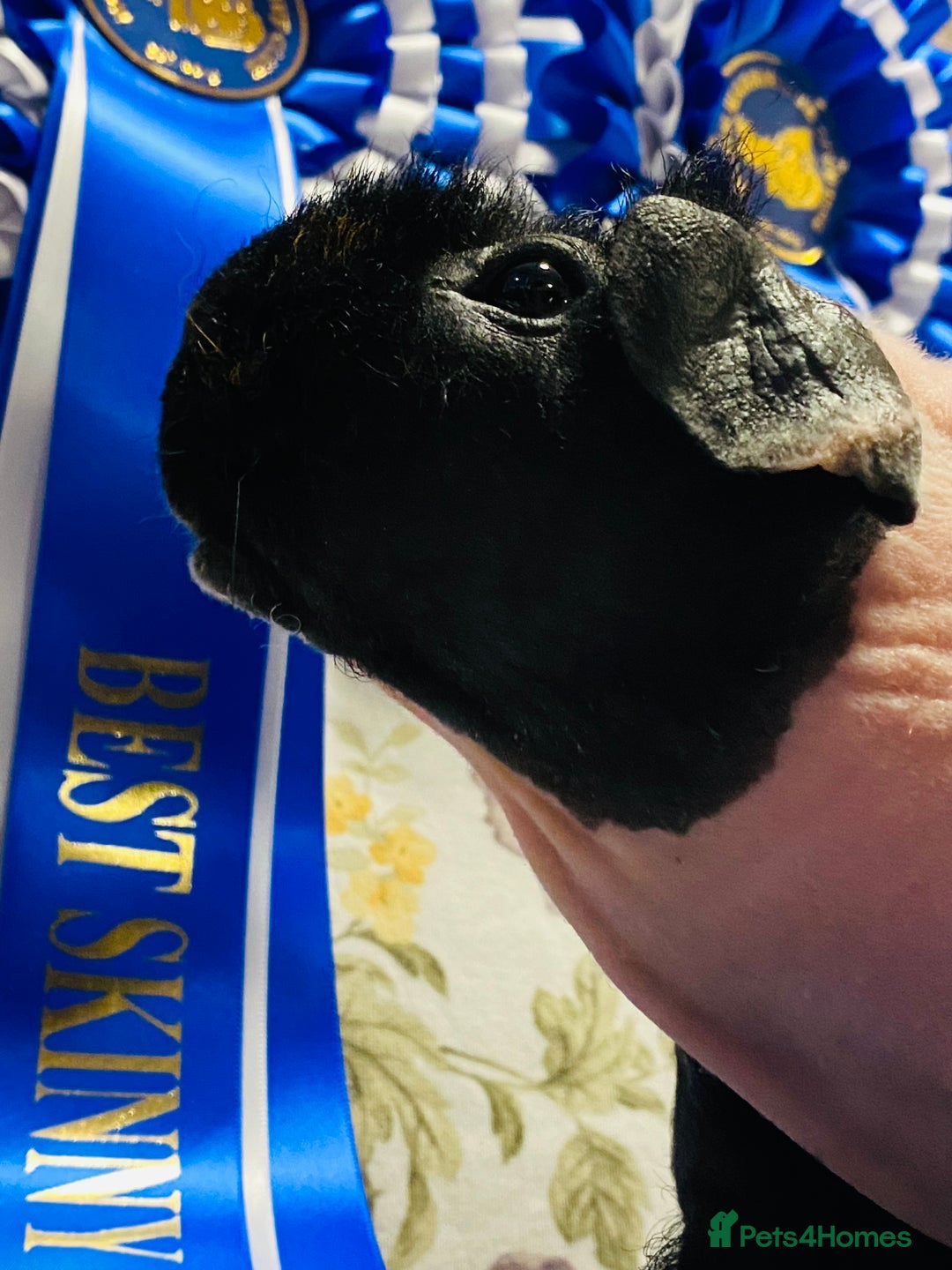 Guinea Pig rodents for sale: Skinny pig baby boy ready to reserve  - Advert 8