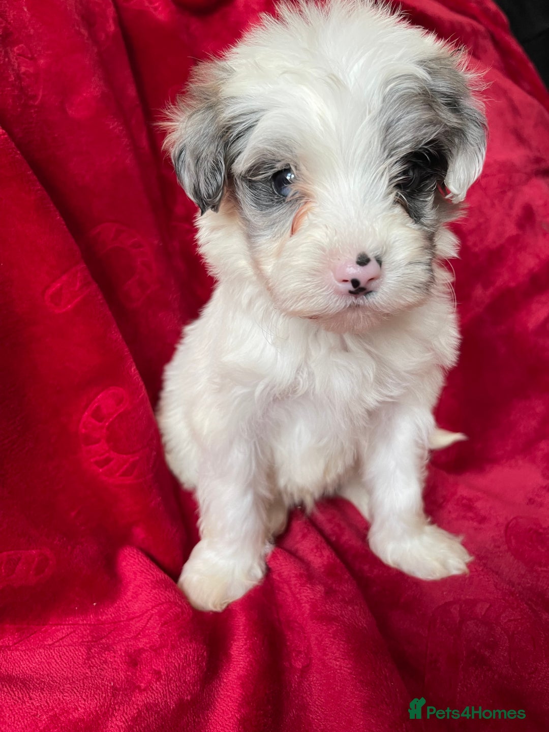 Yorkshire Terrier dogs for sale: Yorkshire terriers - Advert 7