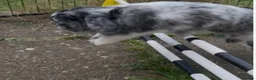 Mini Lop rabbits for sale: Eye catching magpie mini lop  in Ipswich - Advert 4