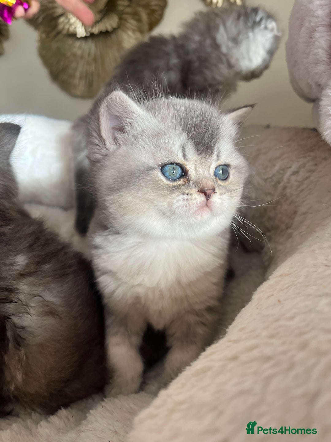 Scottish Fold cats for sale: Adorable Scottish Fold Kittens  - Advert 24