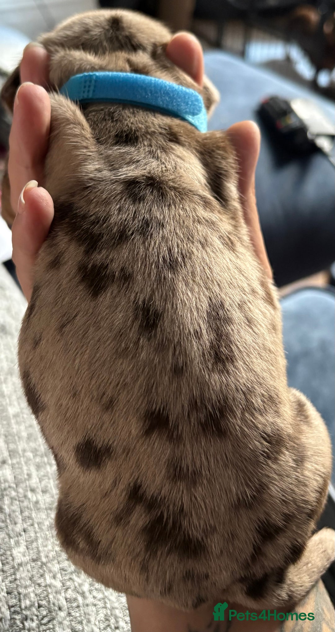 Miniature Dachshund dogs for sale: Miniature dapple dachshund  - Image 34