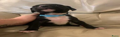 Mixed Breed 6