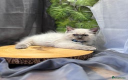 Ragdoll cats for sale: 💎 Purebred Ragdoll kittens-Champion Bloodlines 💎 - Image 19
