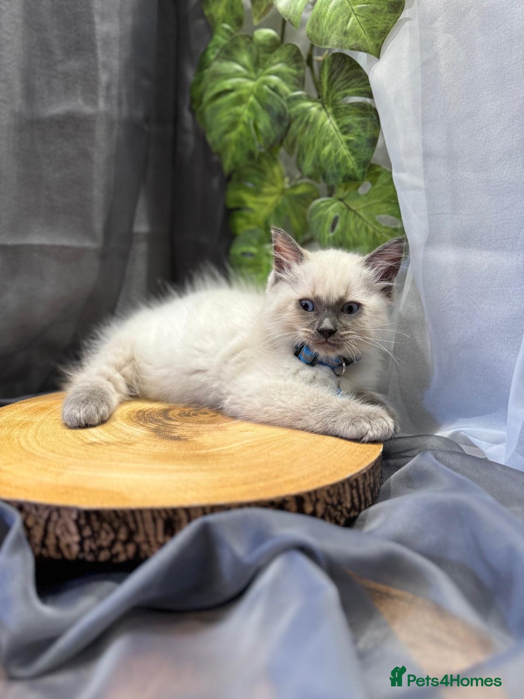 Ragdoll cats for sale: 💎 Purebred Ragdoll kittens-Champion Bloodlines 💎 - Image 19
