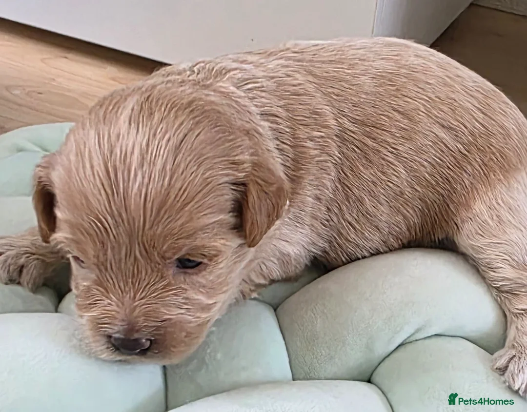 Maltipoo dogs for sale: Maltipoo lovely, cutest puppy - Advert 2