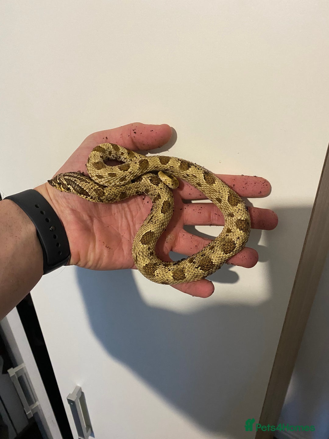 Snake reptiles for sale: Hognose Breeding Pair and Babies - Image 6