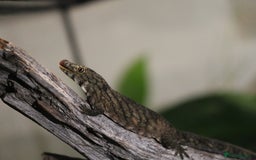 Gecko reptiles for sale: Eurydactylodes Viellardi - Chameleon Gecko - Image 14