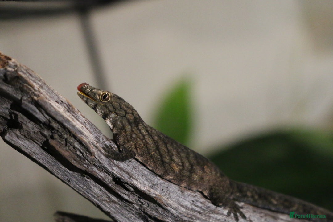 Gecko reptiles for sale: Eurydactylodes Viellardi - Chameleon Gecko - Image 14