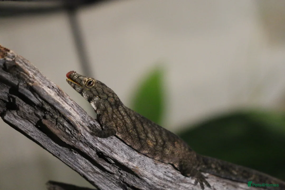 Gecko reptiles for sale: Eurydactylodes Viellardi - Chameleon Gecko - Advert 6