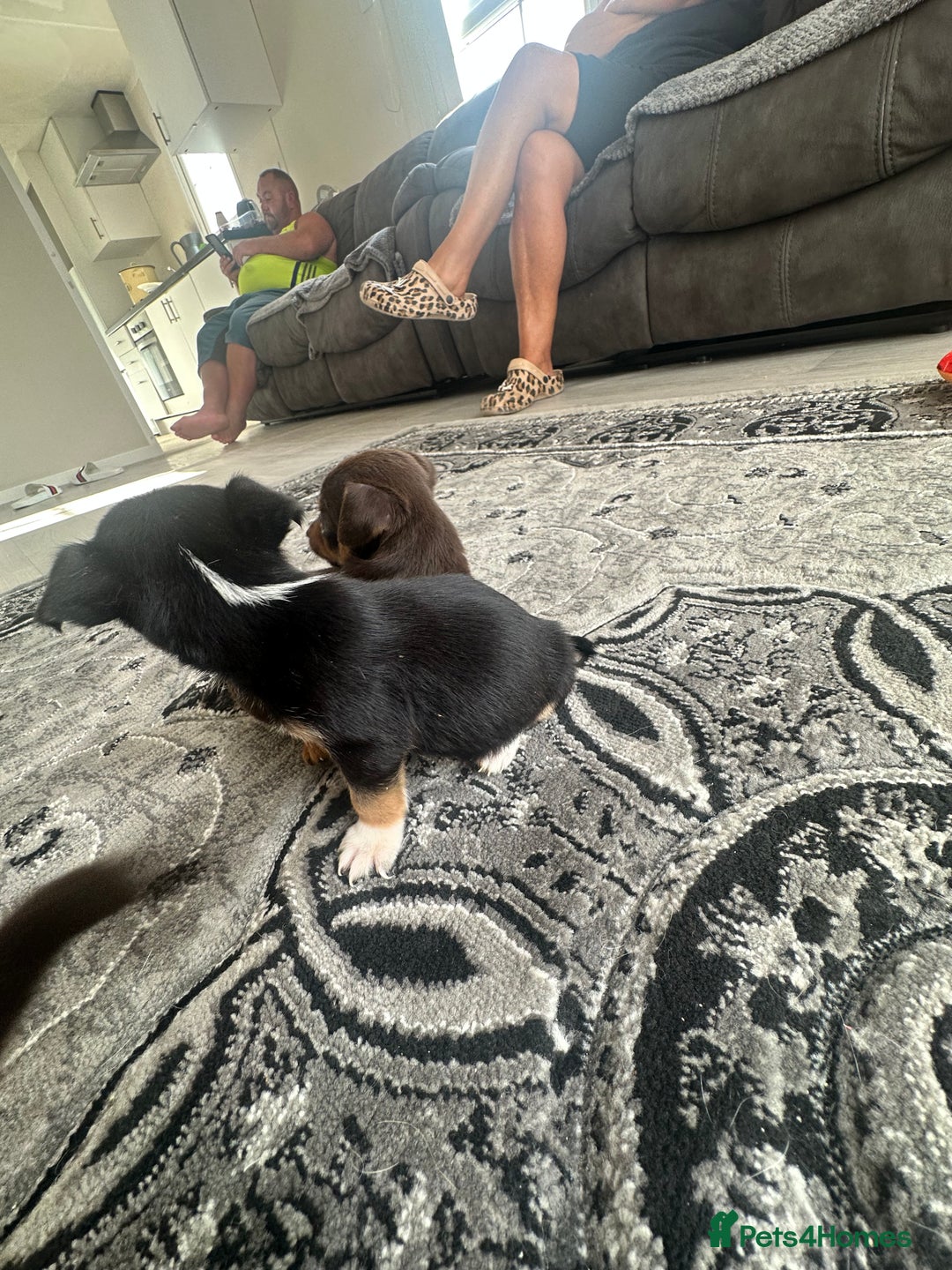 Jack Russell dogs for sale: 4. Beautiful Jack Russell. Pups - Image 8