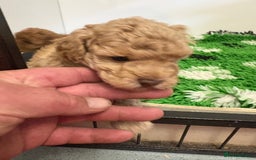 Toy Poodle dogs for sale: 🤩 4 stunning toy poodles 🤩 - Image 13