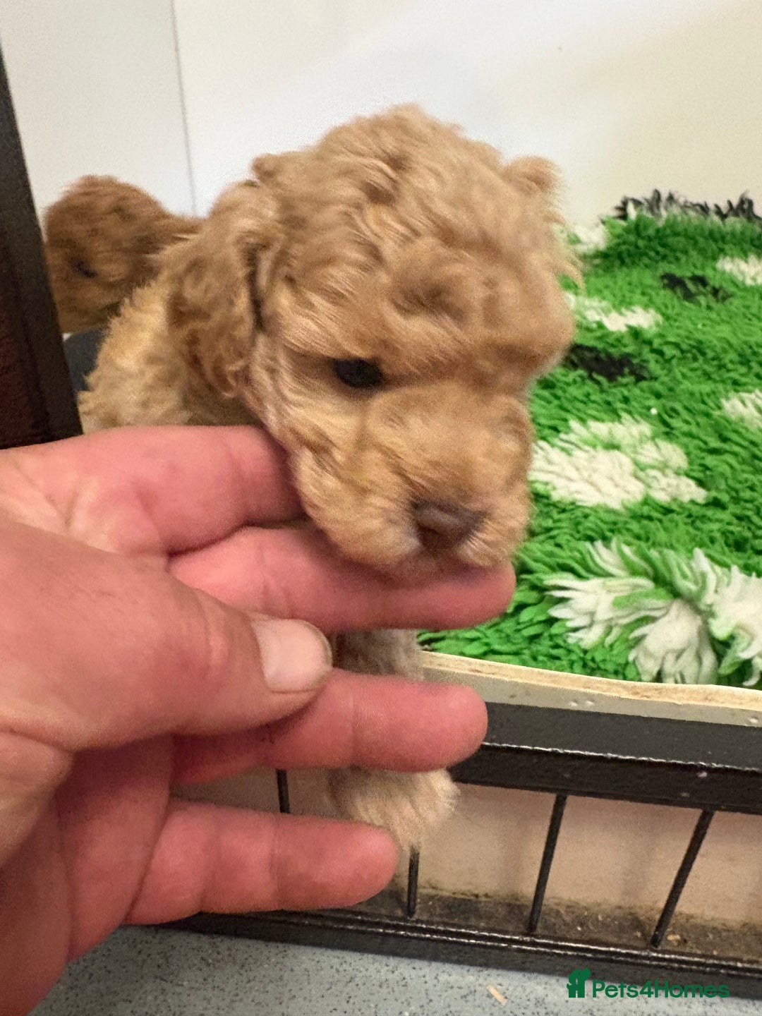 Toy Poodle dogs for sale: 🤩 4 stunning toy poodles 🤩 - Image 13