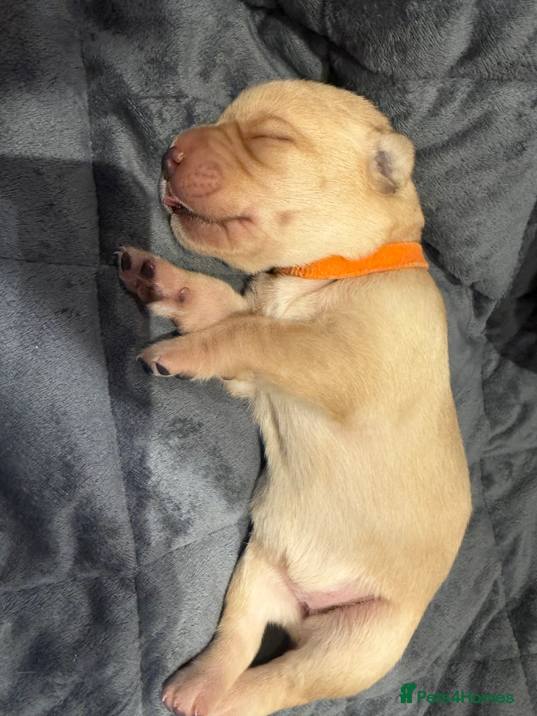 Labrador Retriever dogs for sale: Golden/Red Labrador Puppies - Due Dec 2025 - Advert 8