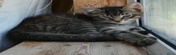 Mixed Breed cats for sale: AMAZING, BEAUTIFUL, CLEVER, HEALTHY KITTENS - Advert 14