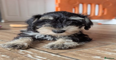 Miniature Schnauzer dogs - Advert 11