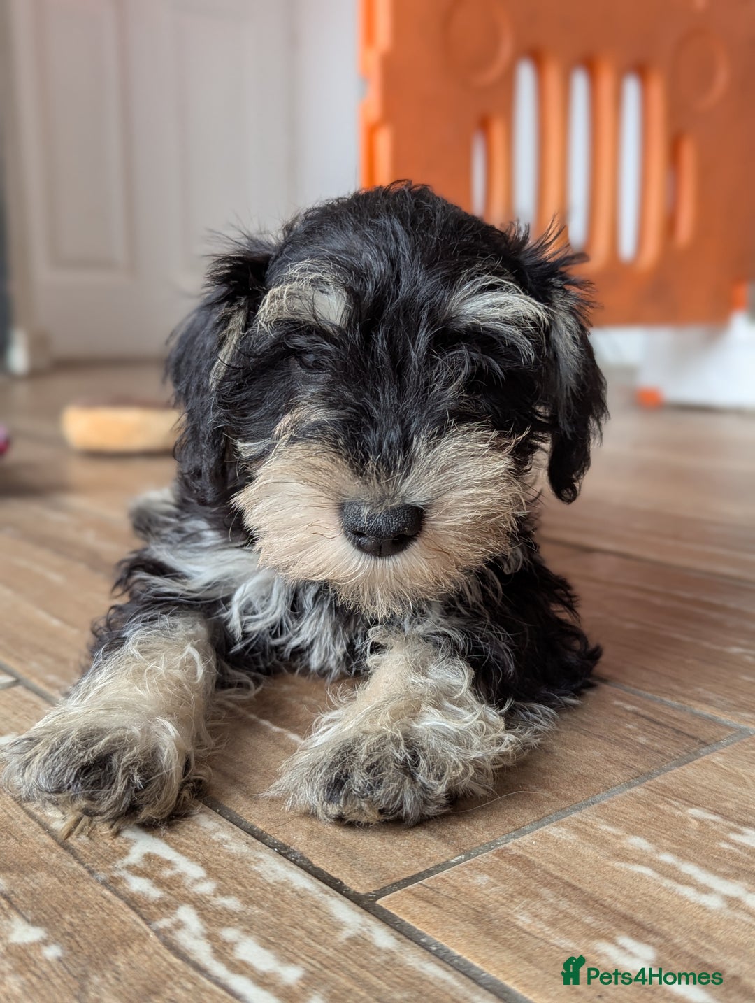Miniature Schnauzer dogs for sale: Kc mini schnauzer pups for sale  - Image 3