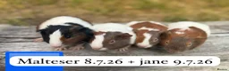 Guinea Pig rodents for sale: Gorgeous baby guinea pigs. Sheffield in Sheffield - Advert 3