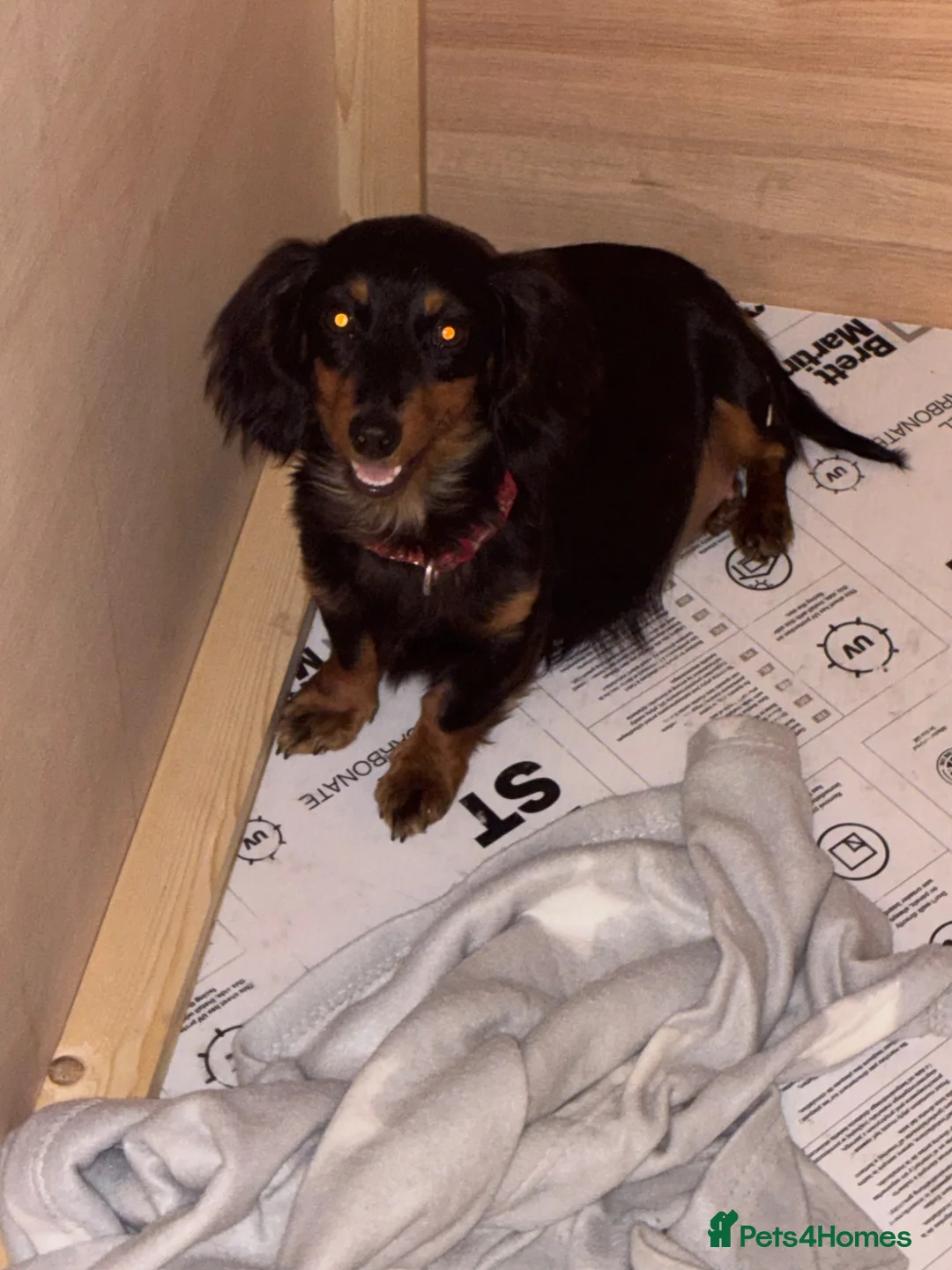 Miniature Dachshund dogs for sale: Gorgeous Smooth Haired Mini Dachshunds🐾 in Worcester - Advert 10