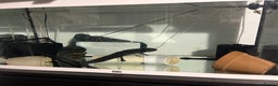 Axolotl reptiles for sale: Adult male axolotl with entire set up - Advert 1