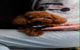 Maltipoo dogs for sale: Tiny F1 Asian Maltipoo puppies. Reserve now! - Image 22