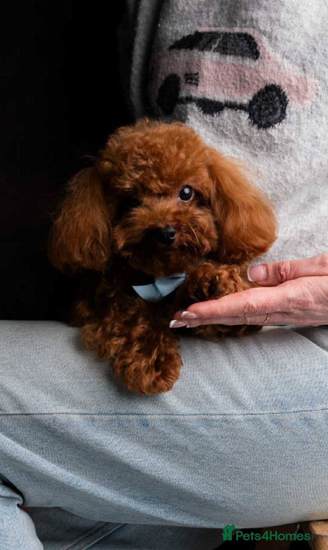 Maltipoo dogs for sale: Tiny F1 Asian Maltipoo puppies. Reserve now! - Image 22