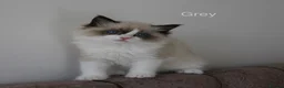 Ragdoll cats for sale: TICA Registered Ragdoll Kittens - Advert 6
